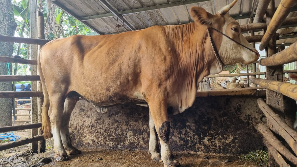 Sapi Simmental Crossbreed - K004